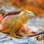 Iguana - Discovering Galapagos