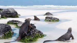 Lee más sobre el artículo Tours Galápagos l Santa Cruz l 5 días l 2 Islas