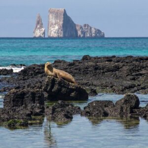 Full Day Leon Dormido